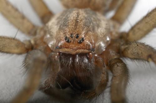 Comment identifier les araignées dans l'Utah