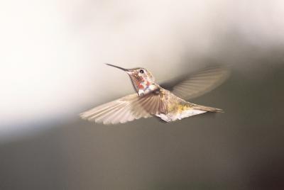 Types de colibris qui se trouvent dans l'Indiana du nord