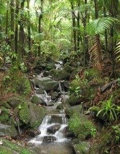 Organismes célèbres d'eau à Puerto Rico