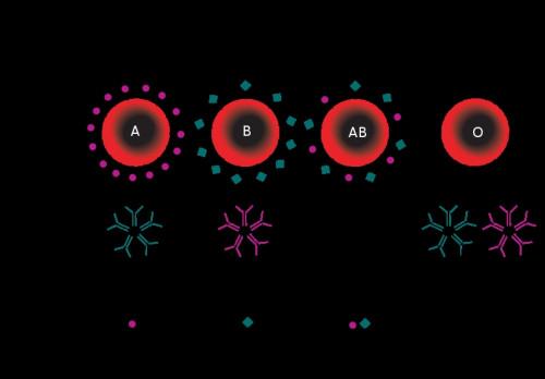Qu'est ce qui détermine les anticorps ABO une personne développe?