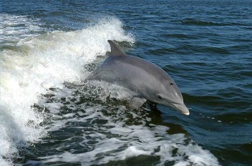 Sont-dauphins plus intelligents que les humains?