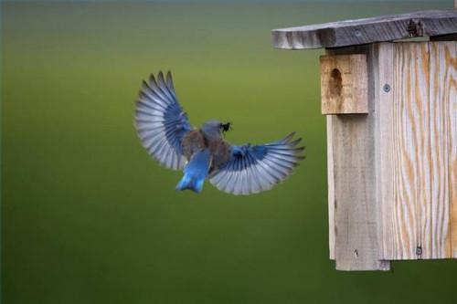 Quel pôle devrait vous utilisez pour une Maison de l'Oiseau Bleu?