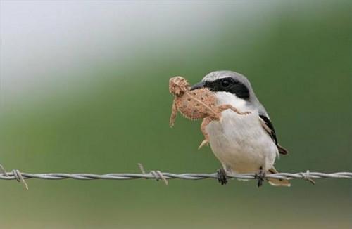 Que font les oiseaux percheurs Eat?