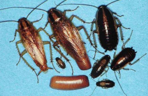 Qu'est-ce que Do Cockroaches Look Like?