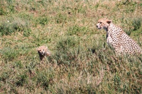 Comment puis-Cheetahs Reproduire?