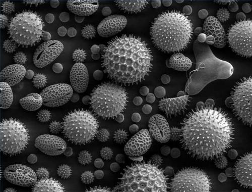 Comment est Pollen Formé?