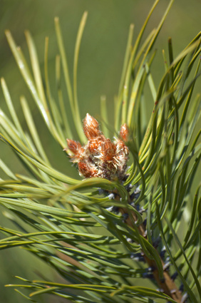 Faits inhabituel Pine Trees