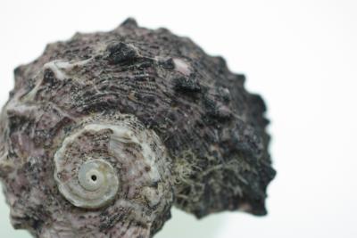 Les types de fossiles, les organismes et les sédiments