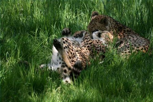 Comment puis-Cheetahs Reproduire?