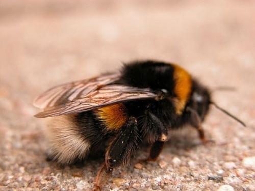 Comment Neutraliser Bee et de guêpes