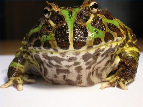 Informations Argentine Horned Frog Habitat
