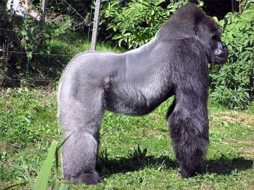 Comment identifier le Silverback Gorilla