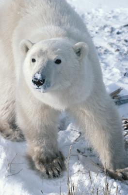 Polar Bear Habitudes alimentaires