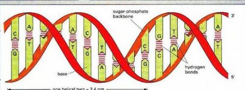 Comment comprendre l'ADN Structure