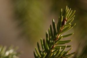 Sapin & Spruce Tree Species
