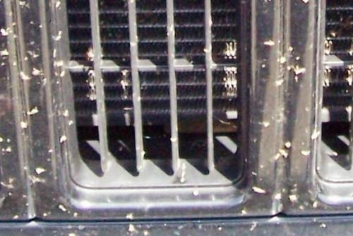 Raisons pour lesquelles une mouche-t-elle pas Smack contre la fenêtre arrière d'une voiture