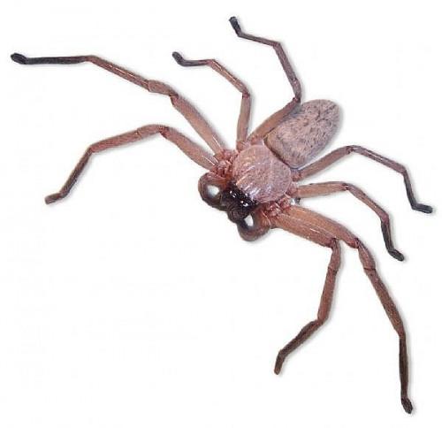 Comment identifier les plus courants nord-américains araignée Espèce