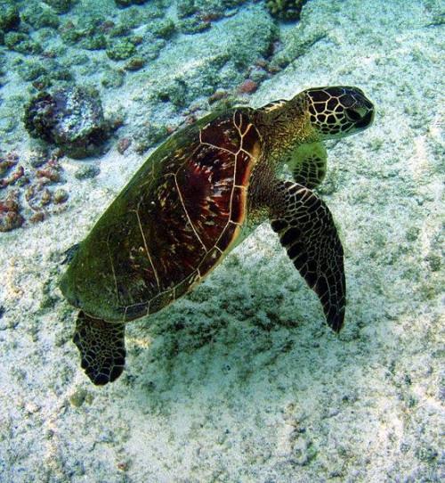 Comment puis-tortues de mer se protéger?