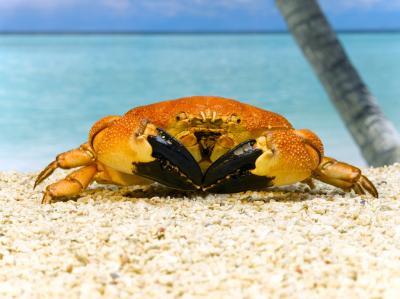 Comment attraper des crabes dans l'océan Pacifique