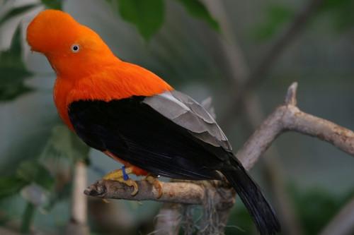 Identification orange Oiseau