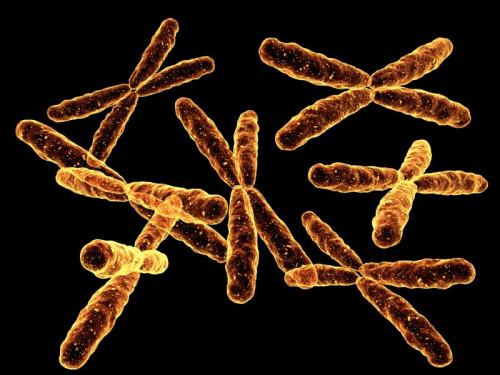 Quelle est la relation entre un gène et un Chromosome?