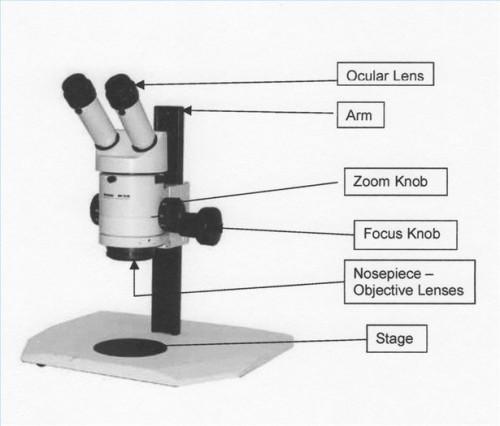 Comment choisir un microscope disséquant