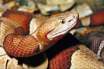 Comment identifier une espèce de serpent sauvage dans l'Illinois